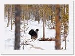 capercaillie metso_3120 * 1560 x 1111 * (1.13MB)